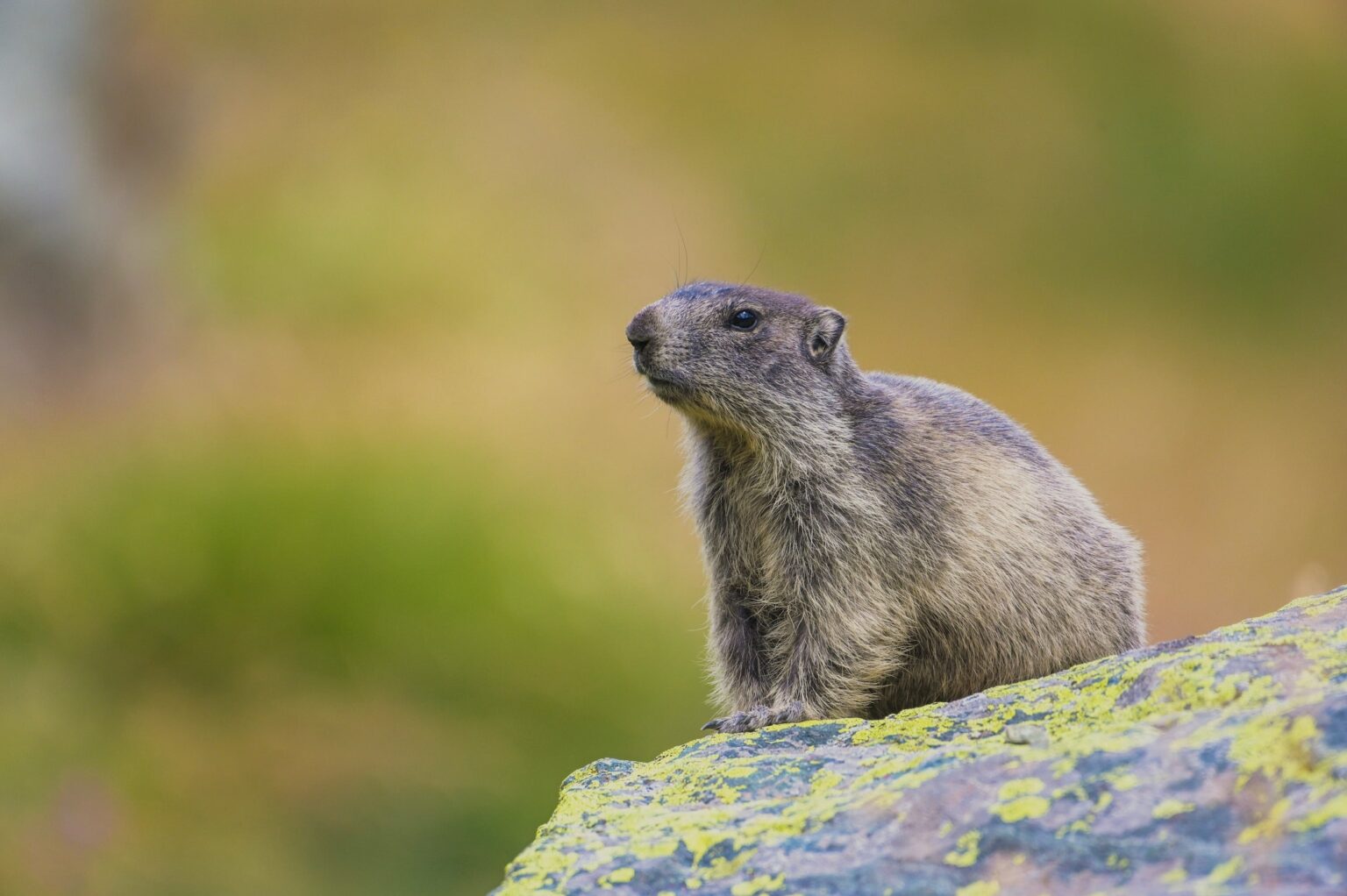 See-marmottes-mercantour