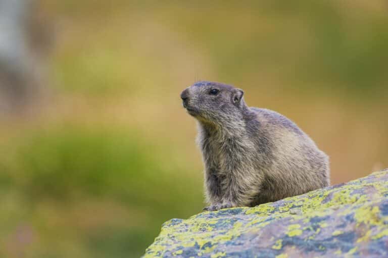 Voir-marmottes-mercantour