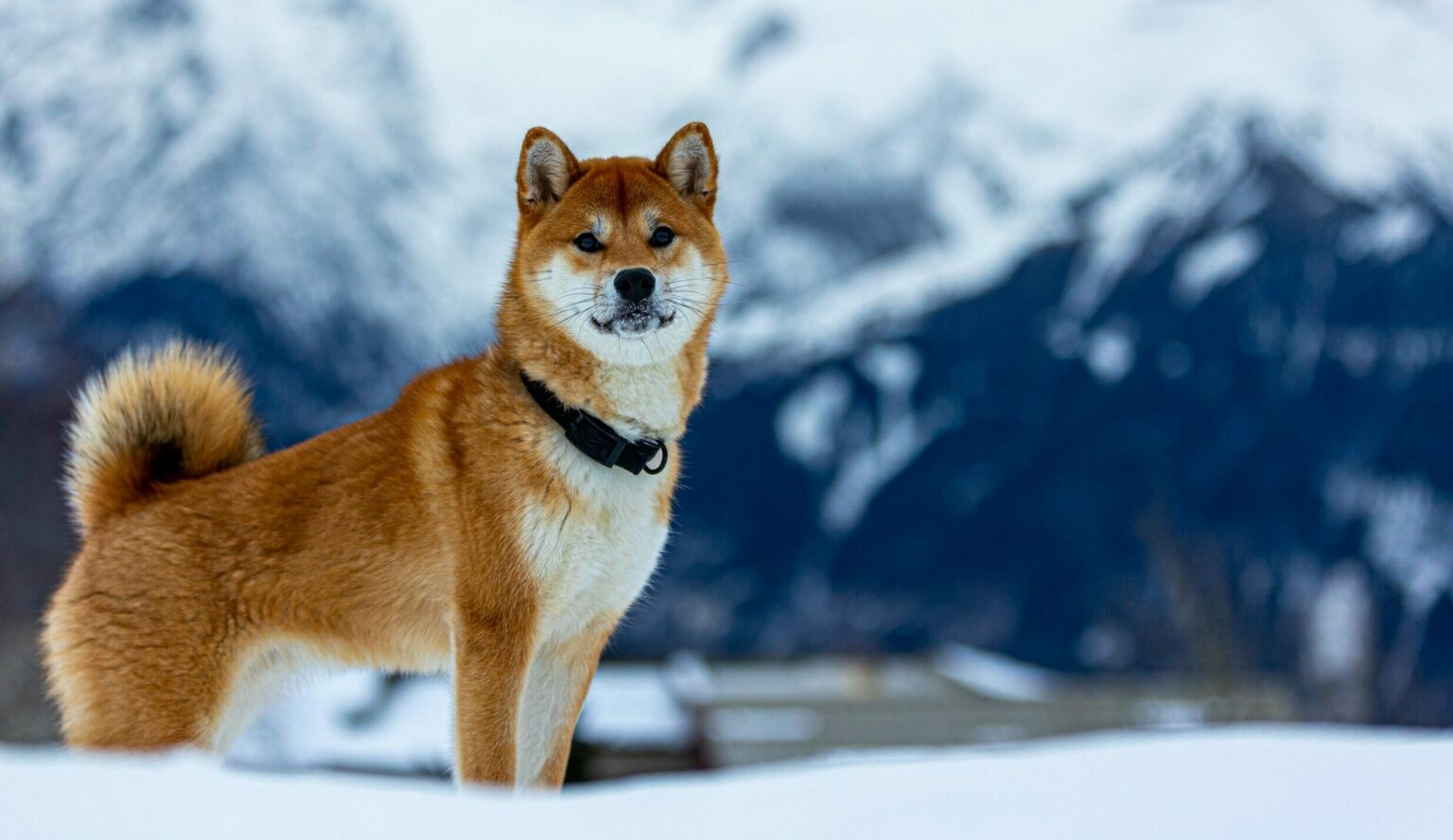 Les 5 stations de ski idéales pour venir avec votre chien Les 5 stations de ski idéales pour venir avec votre chien-min