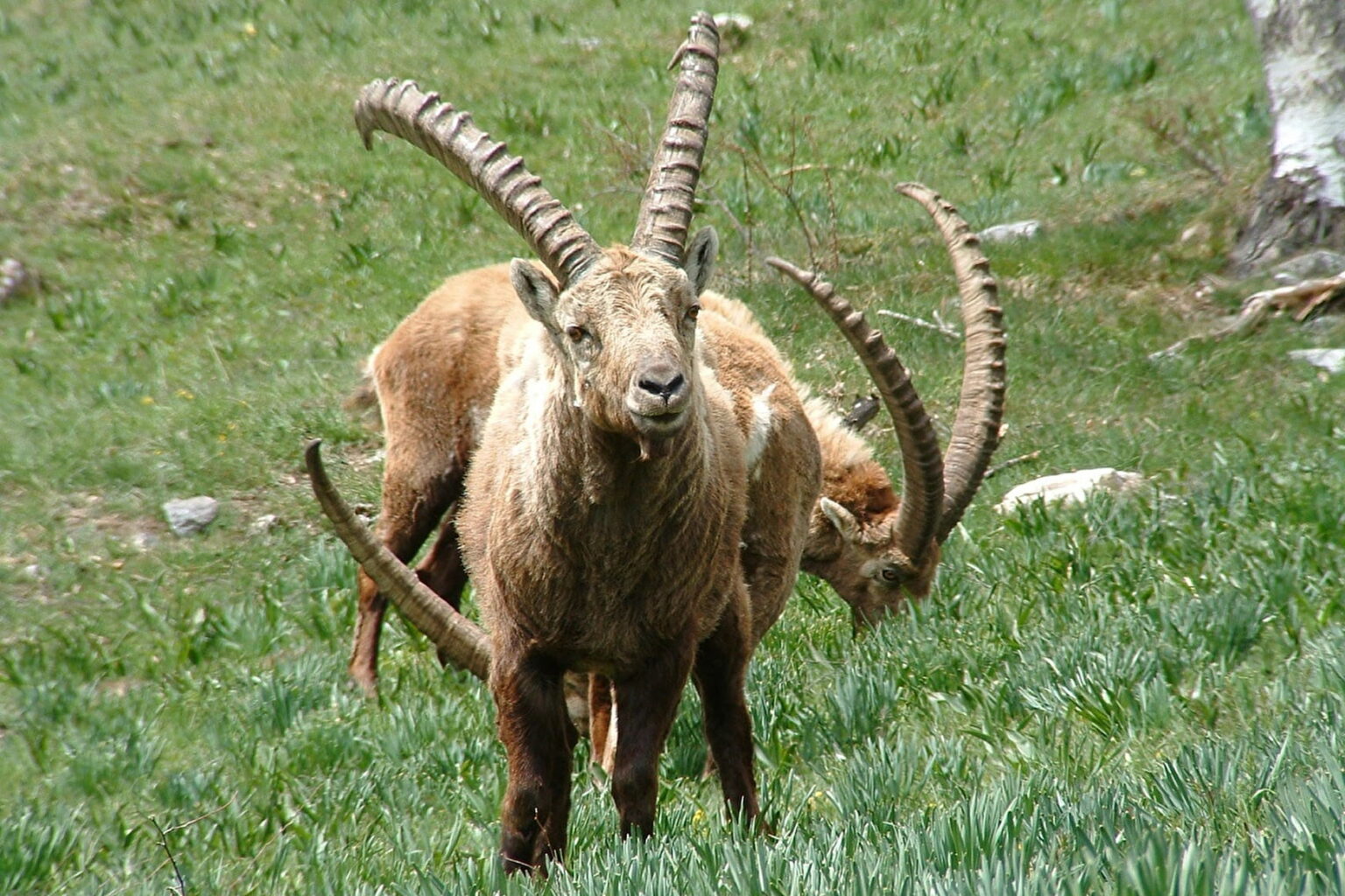 Nos idées de randonnées en montagne : « Le circuit des Piniers » à La Norma  Circuit-des-Piniers-Savoie-Mont-Blanc-randonnées-montagne