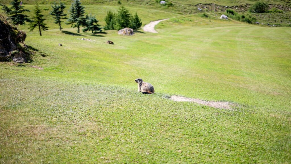 Marmottes Golf Tignes min