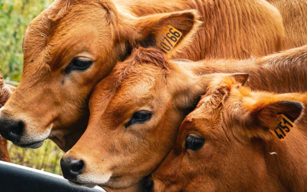 Cows