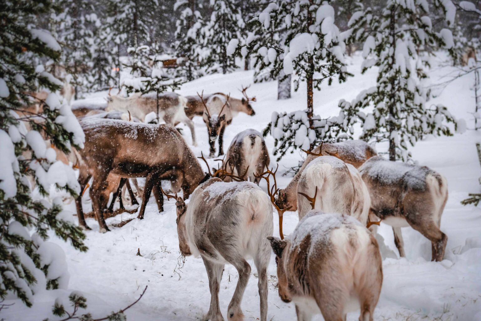 Laponie : un paradis nordique pour les amateurs d’activités outdoor La Laponie offre un cadre exceptionnel aux amateurs d’activités outdoor. Ski nordique, chiens de traîneau et aurores boréales y composent un séjour unique et mémorable